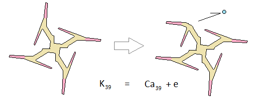 Potassium transmuting into light isotope of calcium by shedding an electron