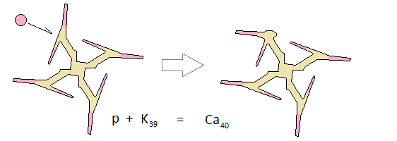 Potassium transmuting into a regular isotope of calcium through fusion with a proton